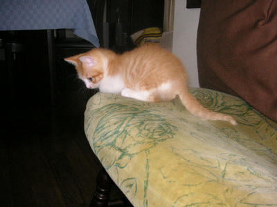 PICT0019.JPG