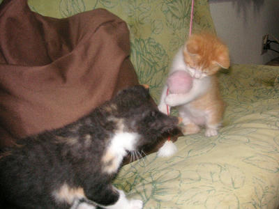 PICT0030.JPG