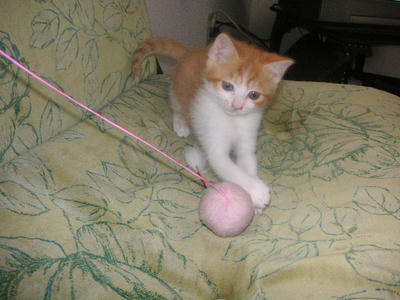 PICT0031.JPG
