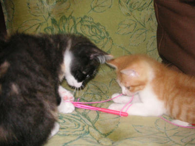 PICT0035.JPG