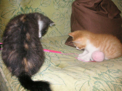 PICT0036.JPG