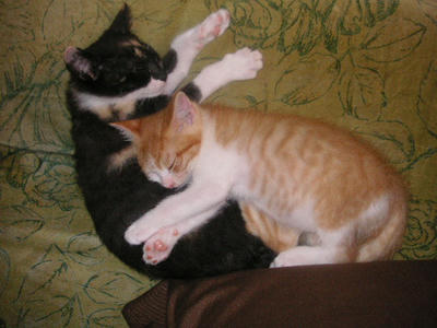 PICT0053.JPG