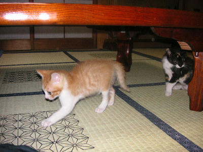 PICT0087.JPG