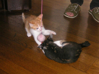 PICT0235.JPG
