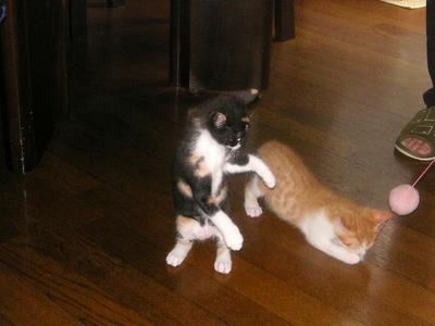 PICT0239.JPG