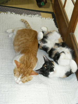 DSCN2411.JPG