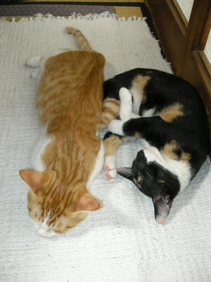 DSCN2409.JPG