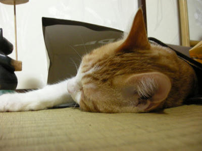 DSCN2970.JPG