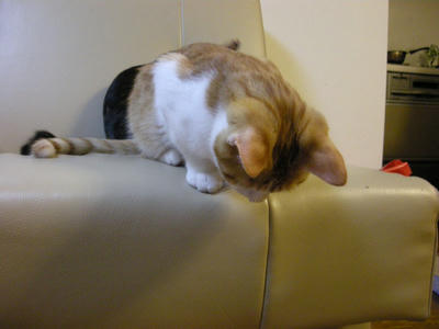 DSCN3709.JPG