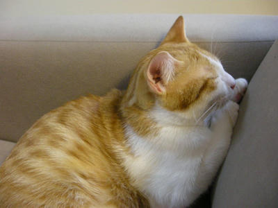 DSCN4071.JPG