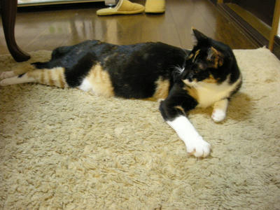 0611feedjpeg