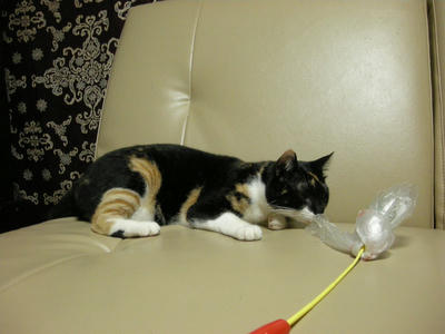 aa99fd6fjpeg