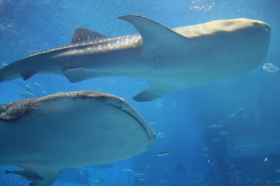 Img_2726.jpg