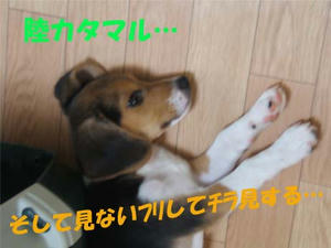 見ないフリ