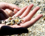 BeachHandStones.jpg