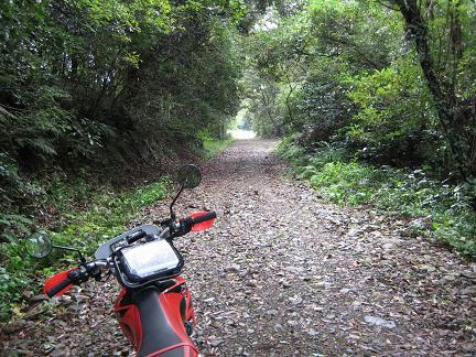 田取林道