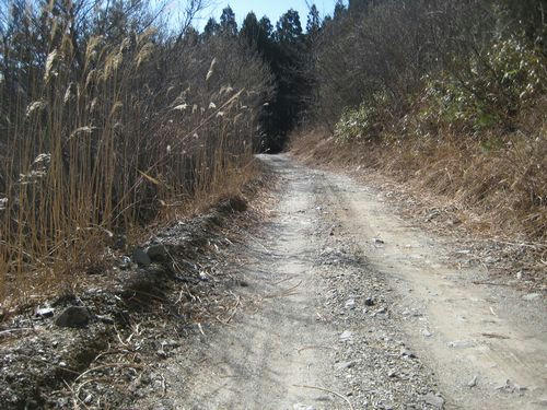 京柱林道