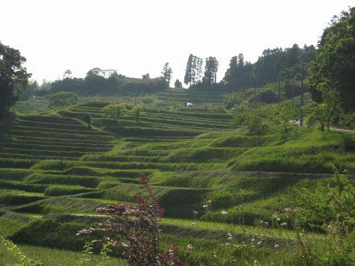 大山千枚田