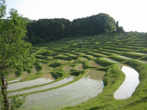 大山千枚田