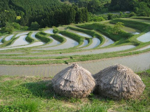 大山千枚田