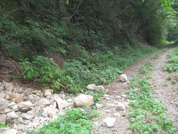 小塚林道