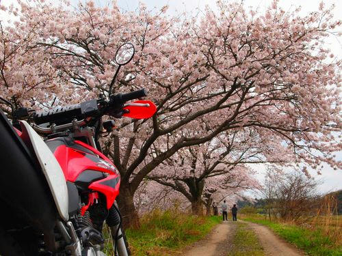 今井の桜