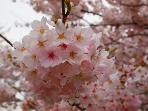 今井の桜