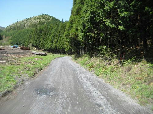 大森林道