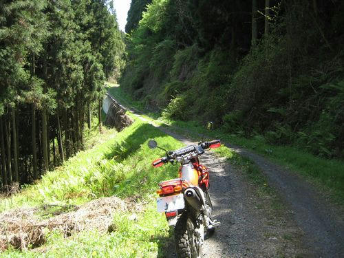 原木沢林道