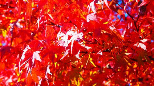 紅葉