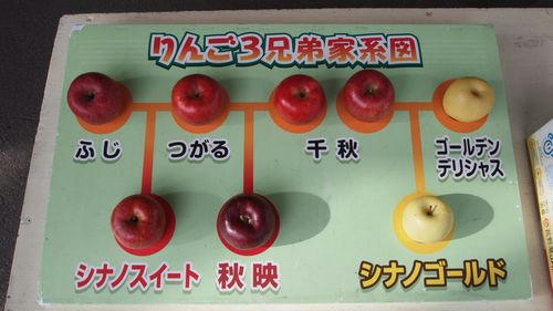 りんご3兄弟家計図