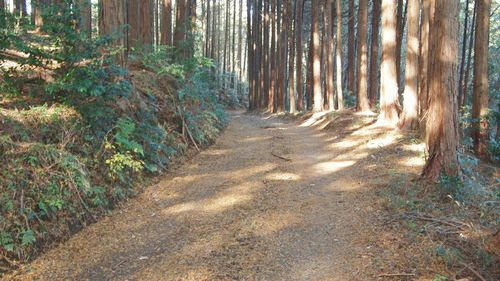 名無し林道
