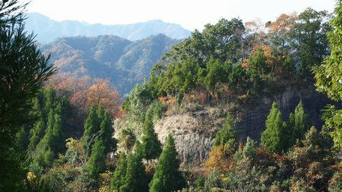 東山林道