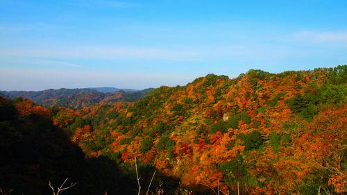 東山林道