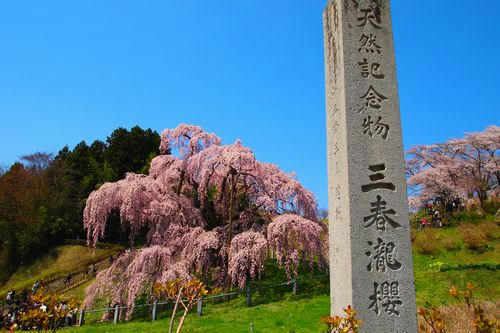 三春滝桜