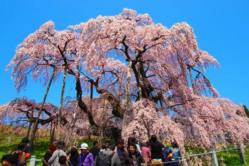 三春滝桜