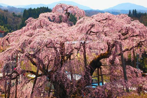 三春滝桜