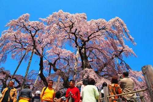 三春滝桜