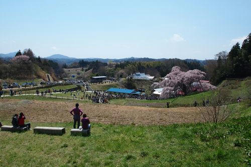 滝桜全景