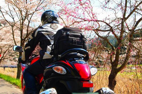 鮫川沿いの桜並木
