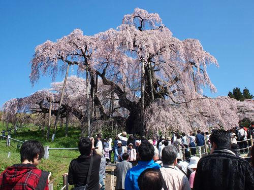 三春滝桜