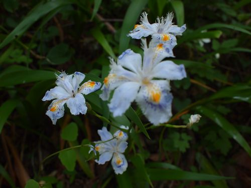 竹寺の花