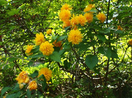 竹寺の花