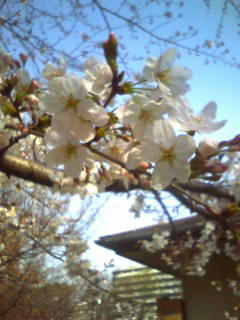 20090317092114.jpg