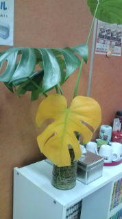 20101113122911.jpg
