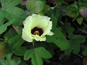 IMG_1385.jpg
