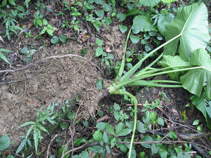 IMG_2625.jpg
