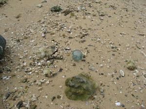 IMG_2924.jpg