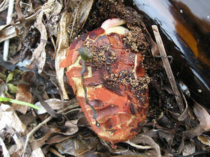 IMG_2917.jpg