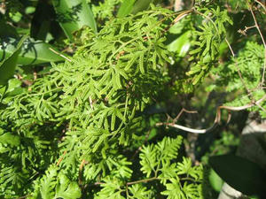 IMG_6682.jpg